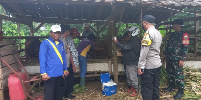 Tekan Penyebaran Virus PMK, Babinsa Koramil 04/Srihawono Dampingi Vaksin Hewan Ternak