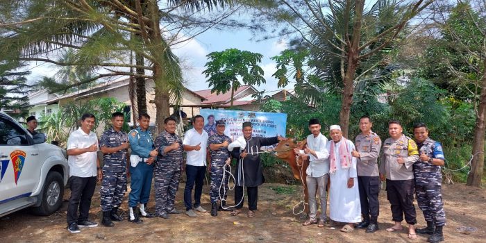 Sambut Idul Adha 1443 H Danlanal Babel Bagikan 3 Ekor Sapi ke Pengurus Mesjid