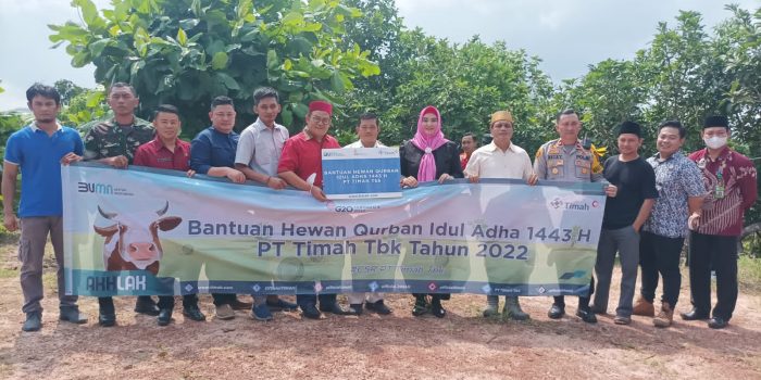 Terima Bantuan Sapi Qurban PT Timah Tbk, Bupati Basel Sebut Terharu