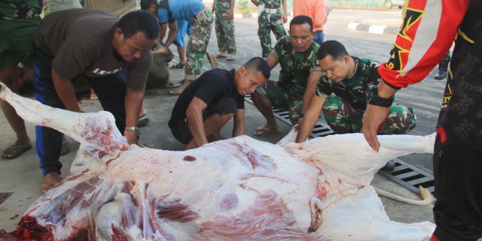 Kodim 0429/Lamtim Potong 3 Ekor Sapi dan 1 Ekor Kerbau di Idul Adha 1443 H