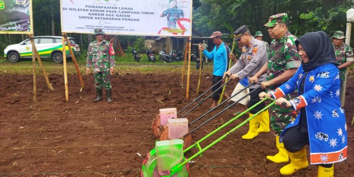 Manfaatkan Lahan Tidur, Koramil Labuhan Maringgai Tanam Jagung