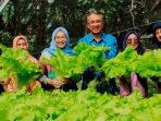 Monica Haprinda Bersama Bank Indonesia ( BI ) Hadiri Panen Kebun Hidroponik KWT Bukit Merapin