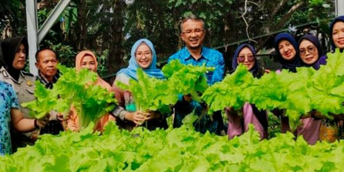 Monica Haprinda Bersama Bank Indonesia ( BI ) Hadiri Panen Kebun Hidroponik KWT Bukit Merapin