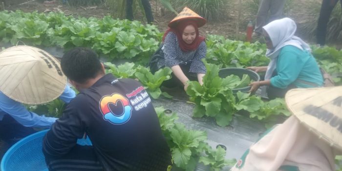 Monica Haprida Gelar Panen Sayur Bersama KWT Kelurahan Bukit Besar