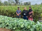 Harga Tomat Drastis Rendah, Lesty Putri Utami Anggota DPRD Prov Lampung Ini Dijadikan Perhatian untuk Pemerintah
