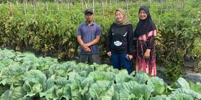 Harga Tomat Drastis Rendah, Lesty Putri Utami Anggota DPRD Prov Lampung Ini Dijadikan Perhatian untuk Pemerintah