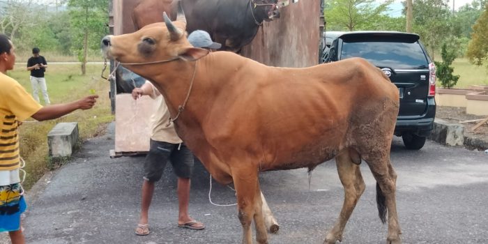 Jelang Idul Adha, Ratusan Hewan Qurban di Bangka Selatan Bebas Dari LSD dan PMK