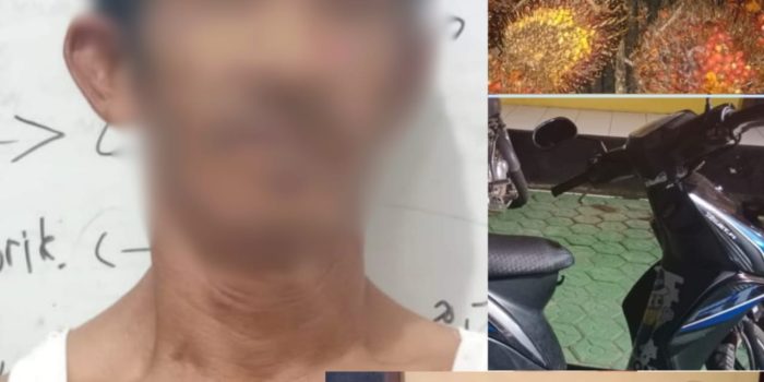AR Tertangkap Tangan Mencuri Buah Sawit Seberat 180 Kg