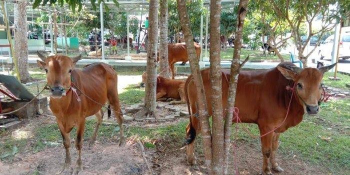 Polres Bangka Selatan Kurban 4 Sapi dan 7 Kambing, Ipda Budi: Kemungkinan Sore IniBertambah