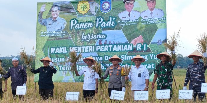 Kapolres Babar Hadiri Kegiatan Panen Padi di Desa Sp Yul Tempilang