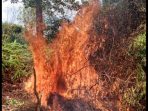 Hutan di Taman Dealova Pangkalpinang Dibakar Oknum tak Bertanggungjawab