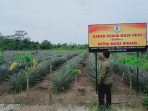 Nanas Bikang Jadi Potensi Unggulan Desa Bikang