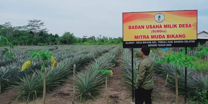 Nanas Bikang Jadi Potensi Unggulan Desa Bikang
