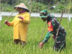 Bantu Petani, Satgas TMMD Kodim 0413/Bangka Turun Langsung Ke Sawah.