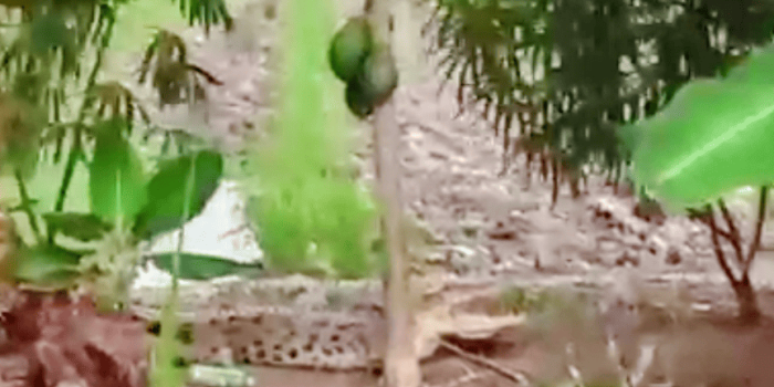 Buaya Sering Muncul di Sawah, Petani Desa Rias Resah