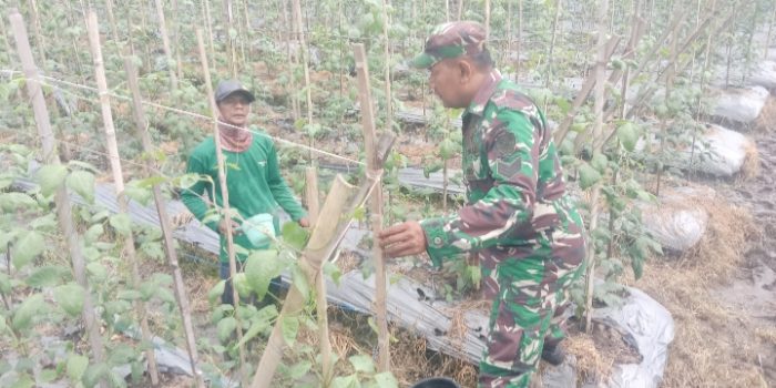 Babinsa Koramil 2305/Cinangka, Bintahwil Perawatan Tanaman Kacang Panjang