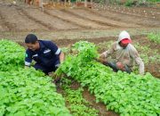 Farm Estate Tanjung Ular PT Timah, Manfaatkan Lahan Untuk Dukung Asta Cita