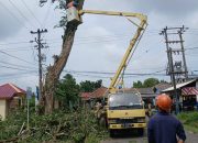 Cegah Kecelakaan, PT Timah dan PLN Lakukan Penebangan Pohon Berisiko di Kawasan Mentok