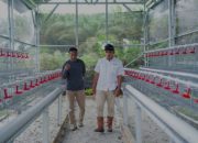 Dukung Ketahanan Pangan, PT Timah Serahkan Bantuan Usaha Budidaya Ayam Petelur di Bangka Barat