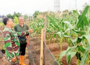 Babinsa Koramil 2305/Cinangka, Bintahwil Pendampingan Tanaman Jagung