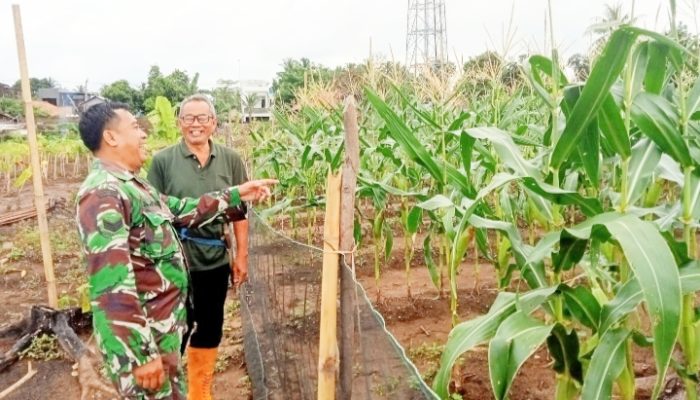 Babinsa Koramil 2305/Cinangka, Bintahwil Pendampingan Tanaman Jagung