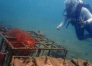 Menjaga Ekositem Pesisir, PT Timah Tenggelamkan Ribuan Artificial Reef Dalam Lima Tahun Terakhir