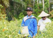 Didukung PT Timah, Gapoktan Sinar Baru Bangka Selatan Andalkan Budidaya Cabai untuk Kesejahteran Petani