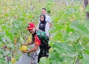 Kepala Sub Garnisun Cilegon Sangat Apresiasi Terhadap Kerja Kerasnya Petani Melon Cilegon