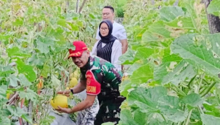 Kepala Sub Garnisun Cilegon Sangat Apresiasi Terhadap Kerja Kerasnya Petani Melon Cilegon