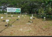 Kolaborasi Tingkatkan Ketahanan Energi, PT Timah Bersama PLN dan METI Tanam 1500 Pohon Angsana di Taman Energi Balai Karya