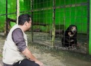 Tambang Timah Ilegal Merajalela di Bangka Belitung, Ancam Ekosistem Satwa Endemik