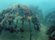Artificial reef PT Timah di Rambak Berhasil Menjadi Karang Alami