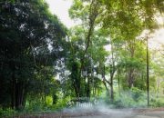 Konservasi Hutan Kehati, Langkah Nyata PT Timah Menuju Keberlanjutan