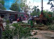 Suharto : Kami Akan Terus Berupaya Melakukan Pemangkasan Pohon di Kota Pangkalpinang