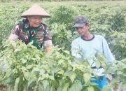 Babinsa Koramil 2305/Cinangka Giat Bintahwil Perawatan Tanaman Cabai