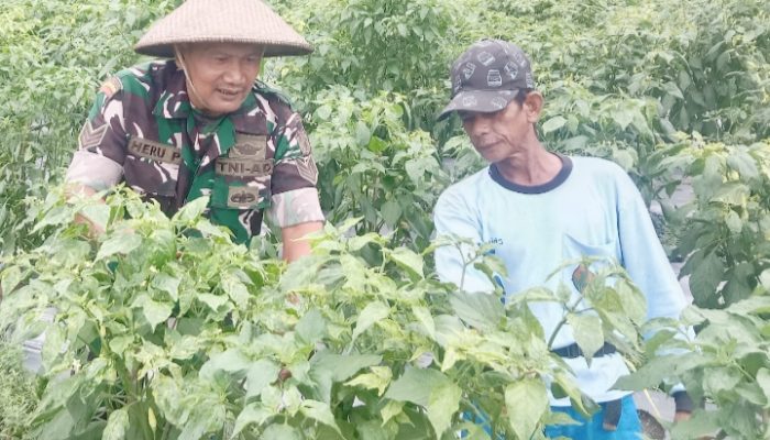 Babinsa Koramil 2305/Cinangka Giat Bintahwil Perawatan Tanaman Cabai