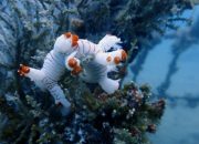 Warisan untuk Laut, PT Timah Konsisten Tenggelamkan Artificial Reef