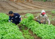 Inisiatif PT Timah Dalam Mendukung Sektor Pertanian, Mendukung Program Ketahanan Pangan