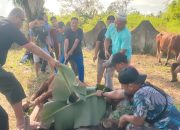 Usai Melaksanakan Sholat Idul Adha 1446 H, Dandim 0413/Bangka Laksanakan Penyerahan Dan Pemotongan Hewan Kurban
