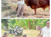 Bersama Warga Suralaya, Anggota Dewan Cilegon Adakan Pemotongan Hewan Qurban : Delapan Ekor Sapi dan Beberapa Ekor Kambing