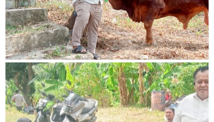 Bersama Warga Suralaya, Anggota Dewan Cilegon Adakan Pemotongan Hewan Qurban : Delapan Ekor Sapi dan Beberapa Ekor Kambing