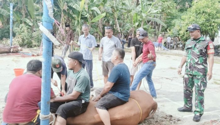 Babinsa Kelurahan Suralaya Melaksanakan monitoring : Pemotongan Hewan Qurban Berjalan Dengan Keadaan Aman