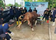 M.unu Ibnudin PJ Walikota Pangkalpinang Serahkan Sapi Qurban dari Presiden RI kepada Ketua Panitia Qurban Masjid Qubah Timah