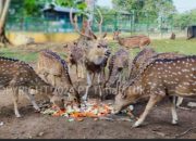 Lindungi Satwa Endemik, PT Timah Laksanakan Program Kehati Hingga Pusat Penyelamatan Satwa