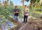 Cerita Brigadir Kateran Ajak Warga Binaannya Manfaatkan Lahan Tidur, Kini Sukses Panen Ratusan Kilogram Tomat