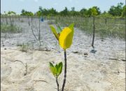 Mangrove Jadi Benteng Pesisir, PT Timah Tanam Ribuan Bibit Lewat Program TJSL