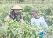 Babinsa Koramil 2305/Cinangka Dampingi Petani dalam Perawatan dan Panen Tanaman