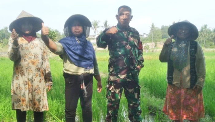 Babinsa Koramil 2301/Cilegon Laksanakan Bintahwil Bersama Kelompok Tani di Cibeber dan Cilegon