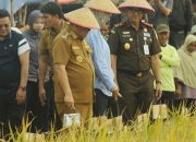 Pemkab Bangka Selatan Gelar Panen Raya Padi Sawah Bersama Gubernur