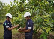 PT TIMAH Tbk Konsisten Laksanakan Reklamasi, Satu Dekade Sudah Tanam 1,4 Juta Pohon di Provinsi Kepulauan Bangka Belitung